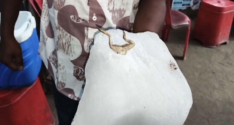 बर्फ में मेंढक मिलने पर बवाल, जांच और कार्रवाई की उठी मांग