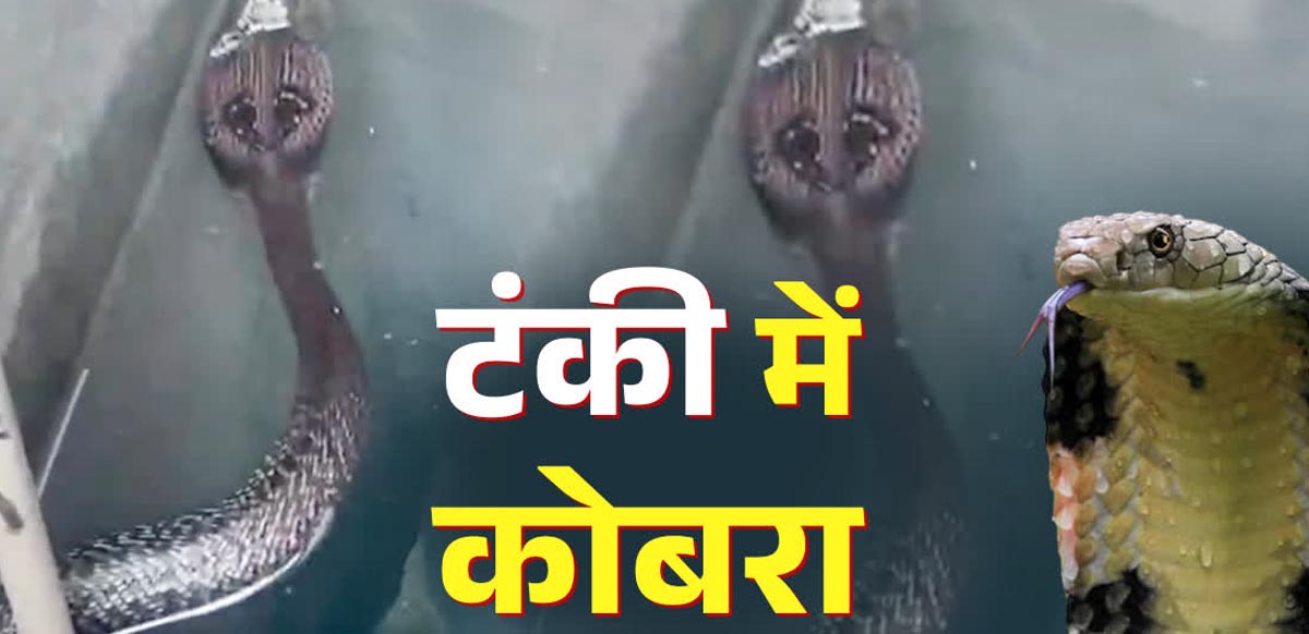 Halduchaur में पानी की टंकी से निकला 6 फीट लंबा ब्लैक कोबरा, वन विभाग ने किया रेस्क्यू