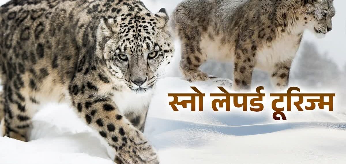 Uttrakhand में शुरू होगा स्नो लेपर्ड टूरिज्म, गंगोत्री-अस्कोट पर फोकस