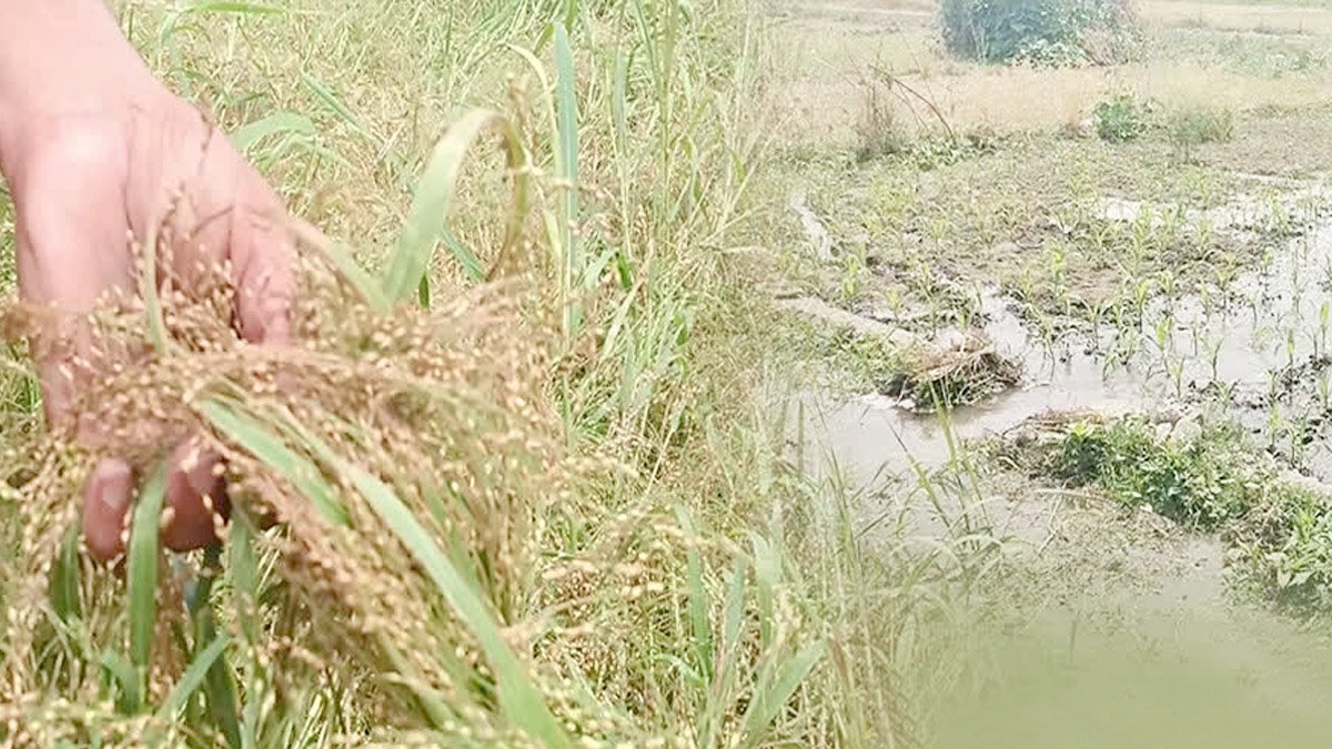 Uttarakhand में बारिश से 41.908 हेक्टेयर फसल प्रभावित, चंपावत में सबसे ज्यादा नुकसान