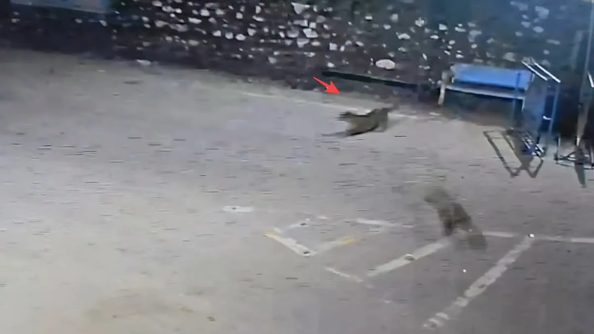 Ramnagar के मर्चुला में वन चौकी के पास पहुंचा गुलदार, बंदर पर हमले की कोशिश CCTV में कैद